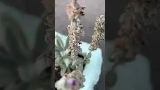 Уличная! 