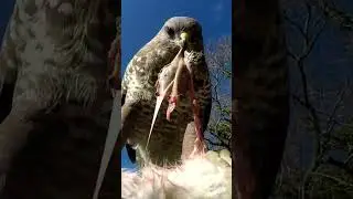 How buzzard eats a rabbit. #shorts #wildlife