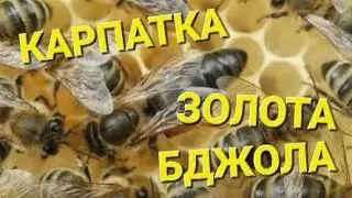 Все гарне и погане про породи бджіл 