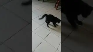 Перерыв на работе с котом