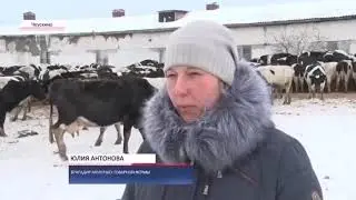 Молочно товарная ферма в Чеускино