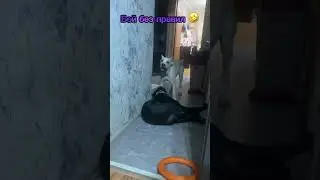 белый #кане #корсо самая лучшая порода собак, Бой без правил🤣