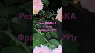 Роза Полька ночная съемка 5 августа 2024 г.