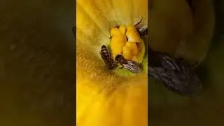 трудівниці🐝