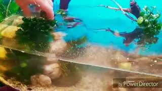 ПОЧЕМУ УМЕР АКВАРИУМ !..  продолжение ИСТОРИИ
