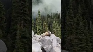 Spotted some super cute & fluffy marmots on my last hike! 😍🦫  #hiking #wildlife #washington #travel