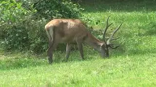 Deer in my garden by midday