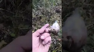 Ловля  орнитологической сетью, ремезов, крошек