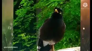 Common *Myna* Or Indian Myna communicate | Myna singing song| Myna bird talking | #Myna #voice