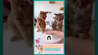 приколы с животными , смешные коты , собаки  