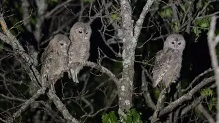 Просто совята