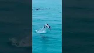 Incredible View of Dolphins playing with Sea Waves | Dolphin