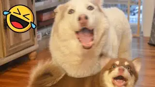 🤪🐶 Momenti Divertenti di Cani e Gatti. Preparati a Ridere Senza Controllo!