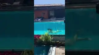 A gente não pode ver uma piscina fotogênica 📸 