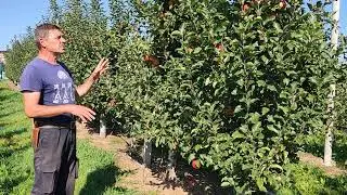 Apple tree variety Syabryna in 2024.