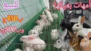 ارانب للبيع بعيالها وعشار الحق بسرعه