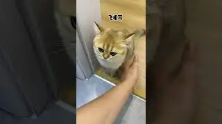 【牛奶是只猫】小猫咪爱喝马桶水怎么办？我来教你！