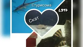 обзор ската и сомов.