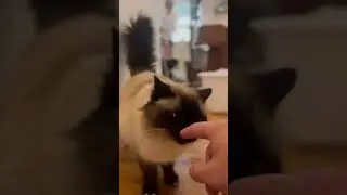 Furry Friend Friday With Spot On Cleaners!