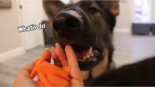 German Shepherds Try Carrots For The First Time