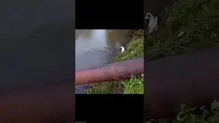 Dog gets lucky with crocodile