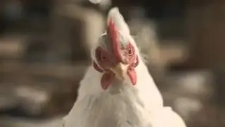 Le armonie del Culino Bianco