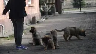 szczeniaczkowo Urban Team