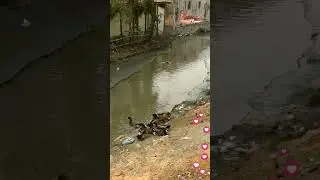 Ducks in river 
