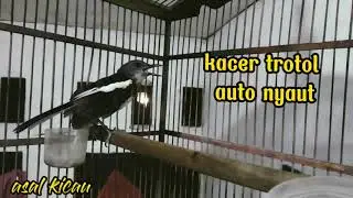kacer trotol gacor// pas buat pancingan kacer bahan trotol auto nyaut 100%