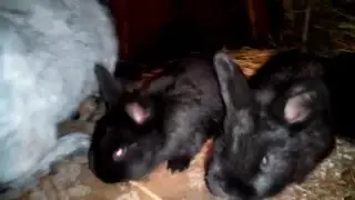 Недоработки деревянных клеток.