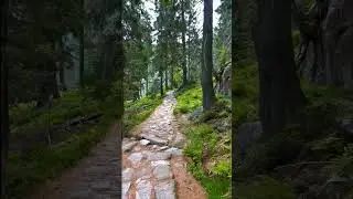 Прогулка по лесу #4k #релакс #nature #naturesounds #beautiful #лес