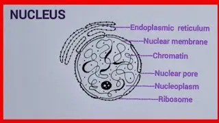 how to draw the structure  of nucleus  easily #nucleus  easy drawing