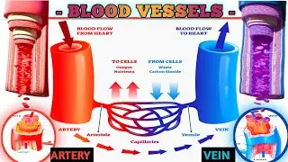 Blood Vessels 3d Animation Video | Structure And Function Of Artery, Vein And Capillaries |