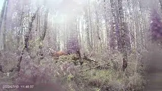 Лесные приключения. Часть 3