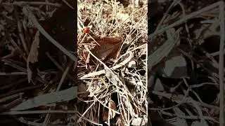 Просто так, для поднятия настроения!