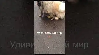 Кото- Пёс 🐕 🐈