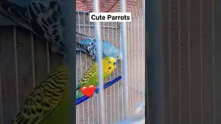 Beautiful Parrots Playing