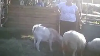 die Pullovermääs