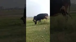 nice cows grass eating  #viral #viralvideo #shorts #shortvideo