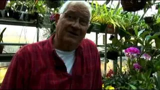 Growing Orchids in Aquatic Conditions