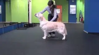 Выставочный тренинг золотистого ретривера/ Golden retriever show training