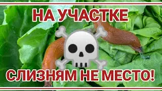 ТОП-8. Химические средства от слизней.