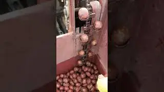 Посадка двухрядной картофелесажалкой