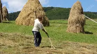 CROP AND FIELD SELECTION