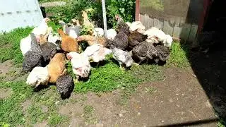 Быстрыое решение проблнемы расклева. Питание и выгул молодняка кур.