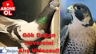 Gök Doğan Güvercini Alış Videosu!! 