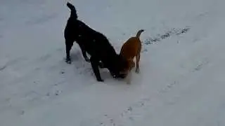 Собачий бой!