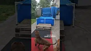 what a Jump ! #dogs #pitbulldog #funny #swimming #jump #sport