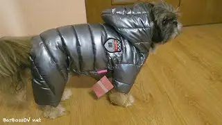 Распаковка Комбинезона для Собак с Алиэкспресс! НЕУДАЧНАЯ ПОКУПКА!