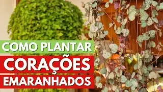 COMO REPLANTAR CORAÇÕES EMARANHADOS (CEROPEGIA WOODII) E DICAS DE CULTIVO! CANAL MEU QUINTAL